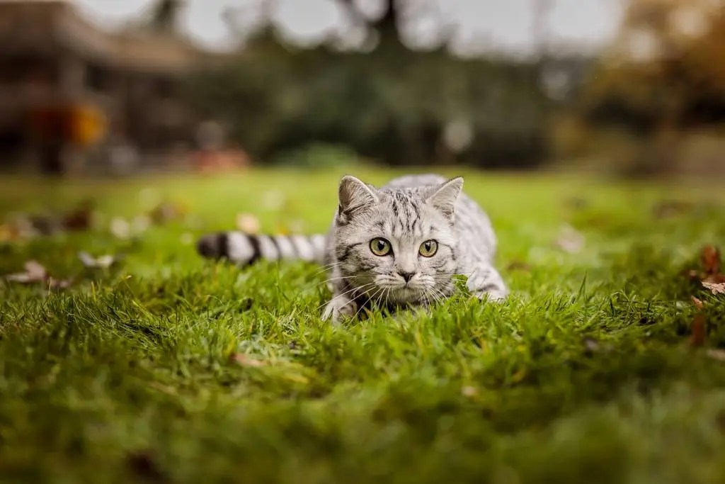 Mikrochips bei Katzen