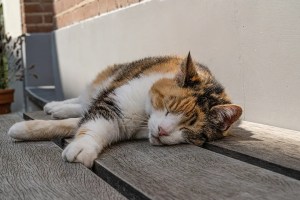 Hitzeerschöpfung bei Katzen