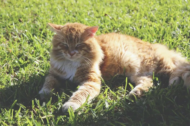 Zecken bei der Katze