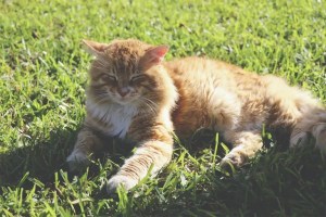 Zecken bei der Katze