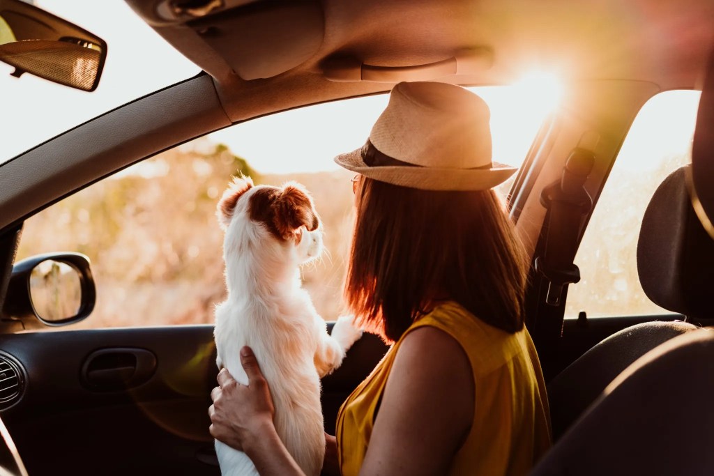 Hunde- und Tierbesitzer schauen durch das Fenster im Auto