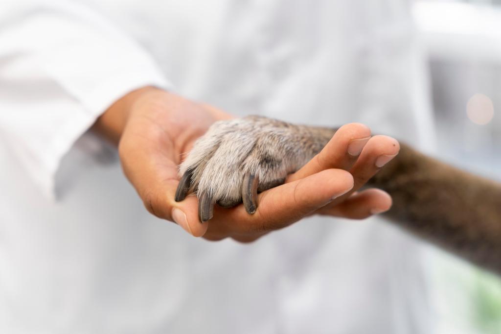 Nahaufnahme einer Hand, die eine Hundepfote hält