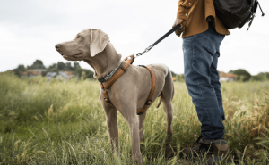 Zeckenschutz beim Hund