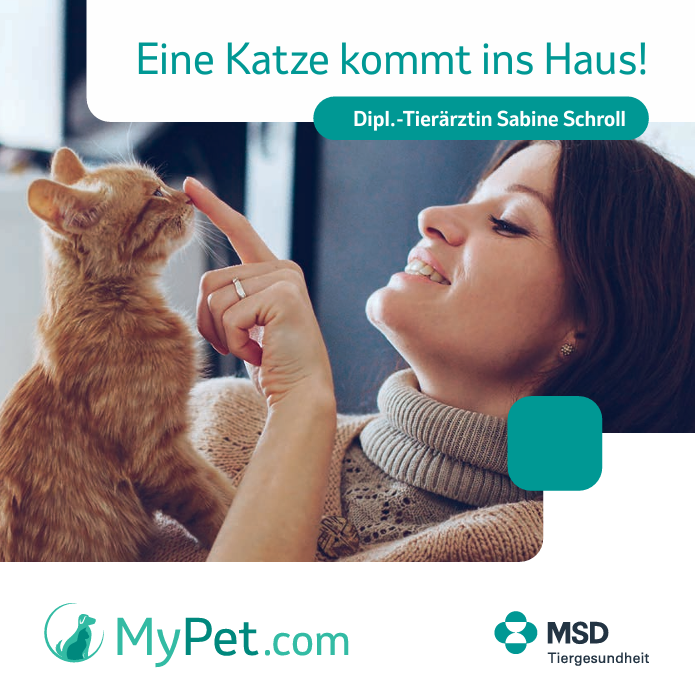 Bild zur Katzen TH-Fibel